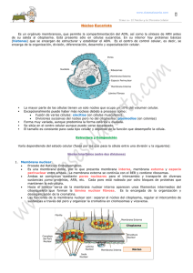 Núcleo y la División Celular