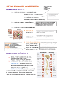 esquema sistema nervioso humano