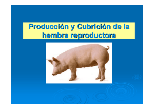 Producción y Cubrición de la hembra reproductora