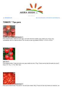 TOMATE * Tipo pera