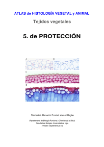 Tejidos de protección - Atlas de Histología Vegetal y Animal
