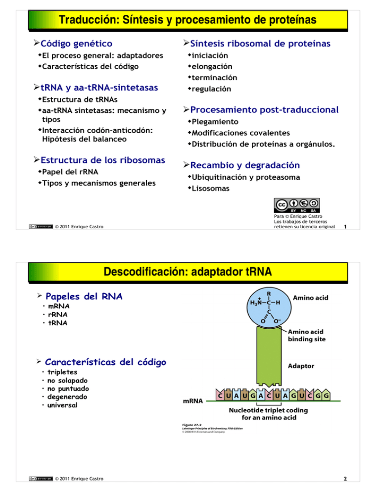 Traducci N S Ntesis Y Procesamiento De Prote Nas