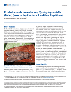 El taladrador de las meliáceas, Hypsipyla grandella