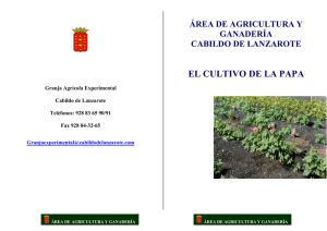 el cultivo de la papa - Cabildo de Lanzarote.