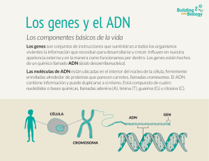 Los genes y el ADN - Building with Biology