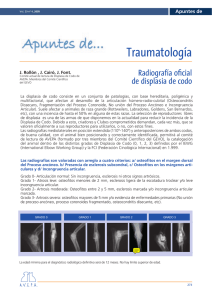 Realización de una radiografía oficial AVEPA de DISPLASIA DE