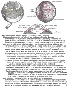 - úvea (túnica media vascular del ojo) = iris, cuerpo ciliar, y coroides