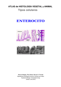 enterocito - Atlas de Histología Vegetal y Animal