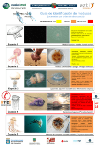 Guía de identificación de medusas