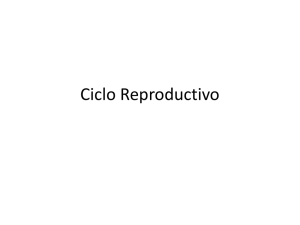 Ciclo Reproductivo