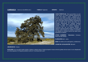 CARRASCA ( Quercus rotundifolia Lam.)
