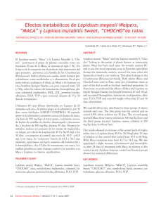 Efectos metabólicos de Lepidium meyenii Walpers, “MACA” y