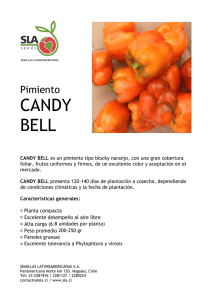candy bell - SLA | Semillas Latinoamericanas SA