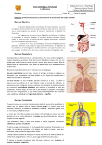Sistema Digestivo Sistema Respiratorio Sistema Circulatorio