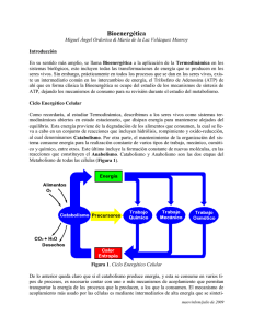 Bioenergética