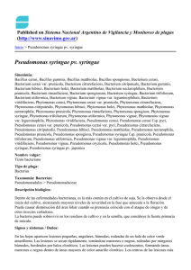 Pseudomonas syringae pv. syringae