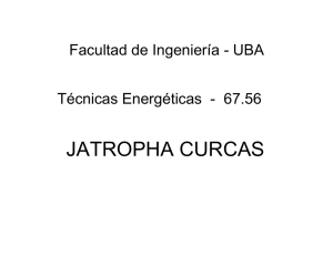 jatropha curcas