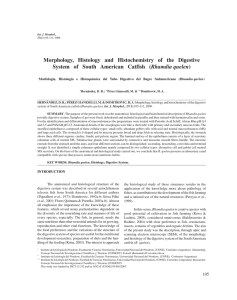 Morphology, Histology and Histochemistry of the Digestive System