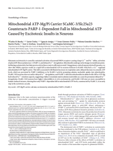 Mitochondrial ATP-Mg/Pi Carrier SCaMC