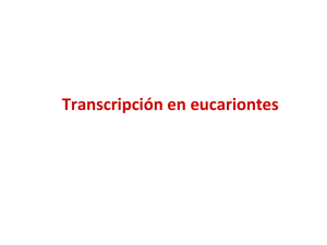 Transcripción en eucariontes