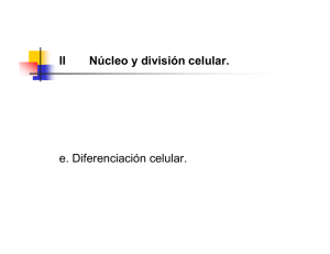 IIe Diferenciación Celular