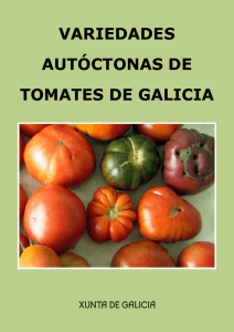 Variedades autóctonas de tomates de Galicia