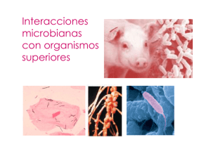 Interacciones microbianas con organismos superiores