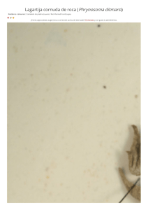 Lagartija cornuda de roca (Phrynosoma ditmarsi)