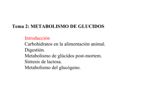 Metabolismo de glúcidos