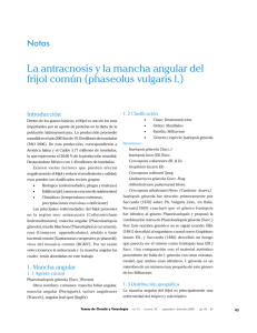 La antracnosis y la mancha angular del frijol común (phaseolus