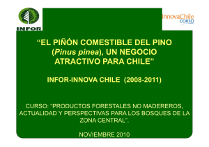 El Piñon comestible del Pinus pinea [Modo de compatibilidad]