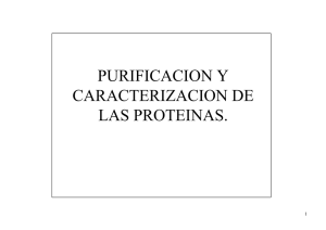 PURIFICACION Y CARACTERIZACION DE LAS PROTEINAS.
