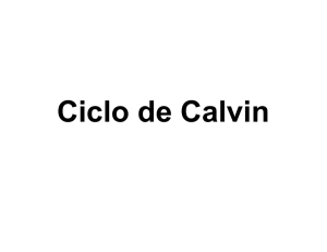Vía de las pentosas Ciclo de Calvin