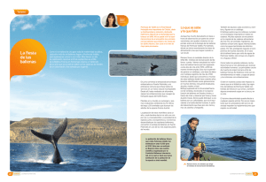 enlace - Instituto de Conservación de Ballenas