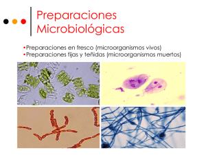 Preparaciones Microbiológicas