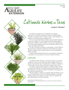 Cultivando hierbasen Texas