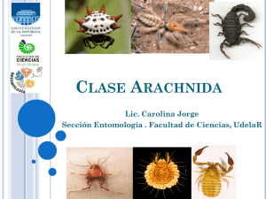 Clase Arachnida