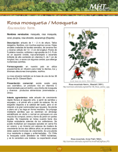 Rosa mosqueta / Mosqueta