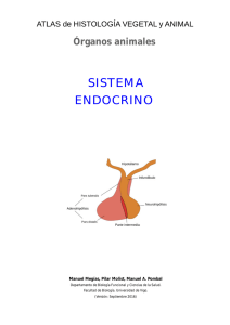 sistema endocrino - Atlas de Histología Vegetal y Animal