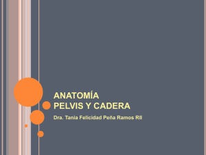 anatomía pelvis y cadera - Facultad de Medicina de la UANL