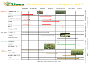 Solucions per les males herbes, malalties i producció en CEREAL