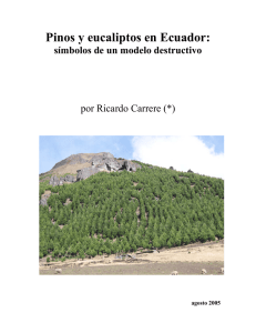 Pinos y eucaliptos en Ecuador: