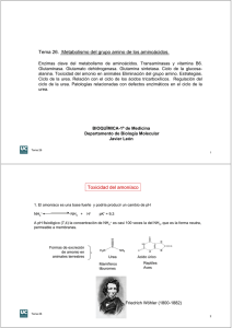 Tema 26. Metabolismo del grupo amino de los aminoácidos