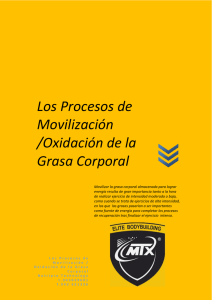 Los Procesos de Movilización /Oxidación de la Grasa Corporal