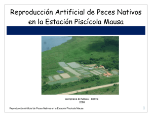 Reproducción Artificial de Peces Nativos en la Estación Piscícola