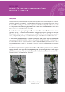 p200001953 producción de plantas haploides y líneas puras de