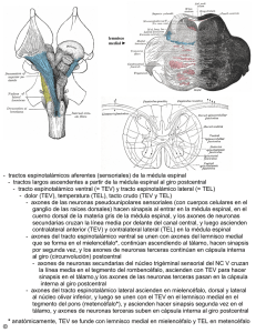 tractos espinotalámicos aferentes (sensoriales) de la médula espinal