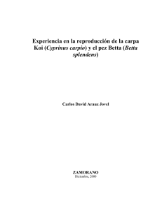 Experiencia en la reproducción de la carpa Koi (Cyprinus carpio) y