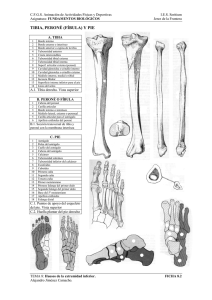 ficha huesos de la pierna 2