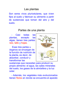 Las plantas Partes de una planta